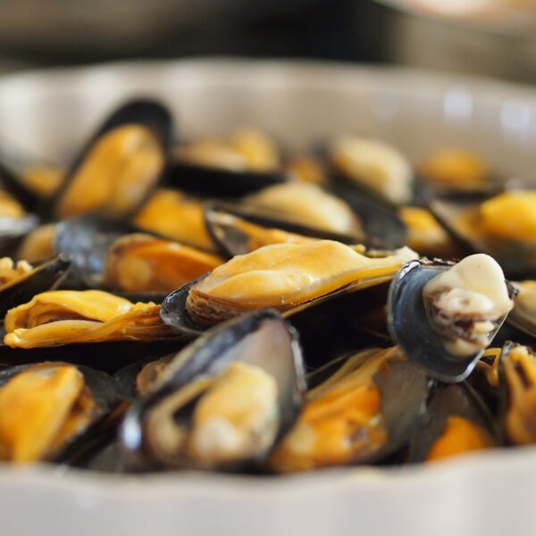 Close up of steamed mussels.